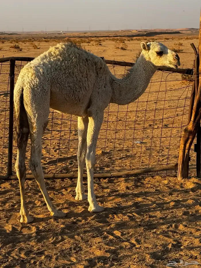 للبيع بكره 0