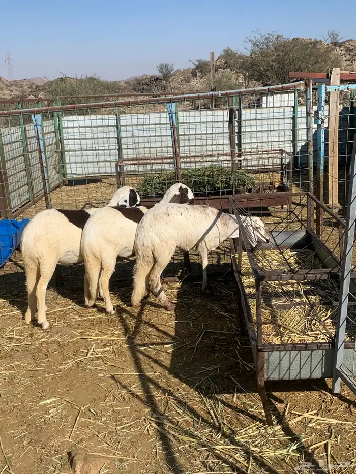 رخال سواكن تيلاد اعمار اربع لخمس شهور 3