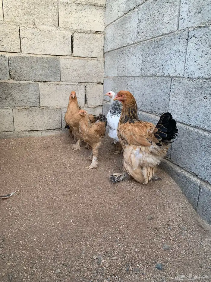 دجاج براهما 1