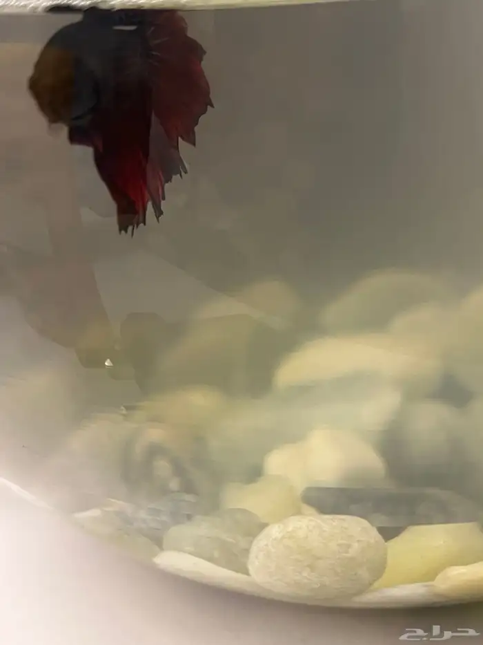 سمك فايتر مع الحوض 1