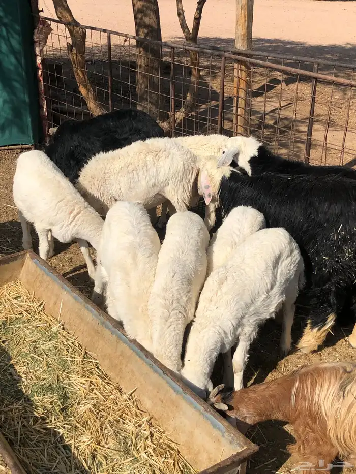 القويعيه الرويضه بالعرض 4