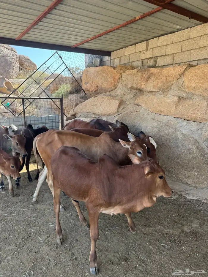 حسلان للبيع بلدي 3