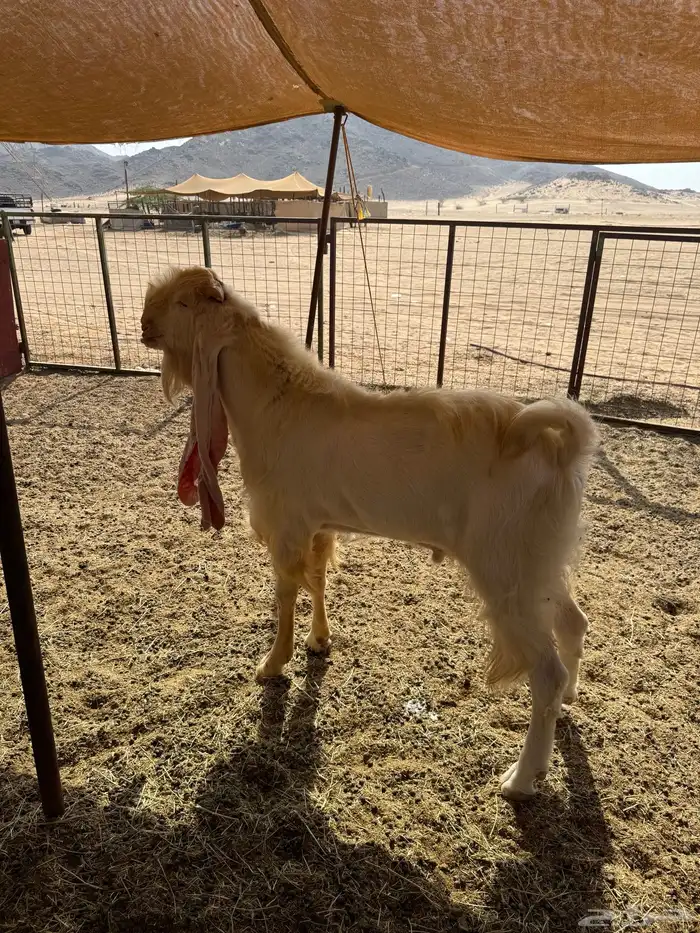 للبيع تيس فحل هولندي مشروط 0