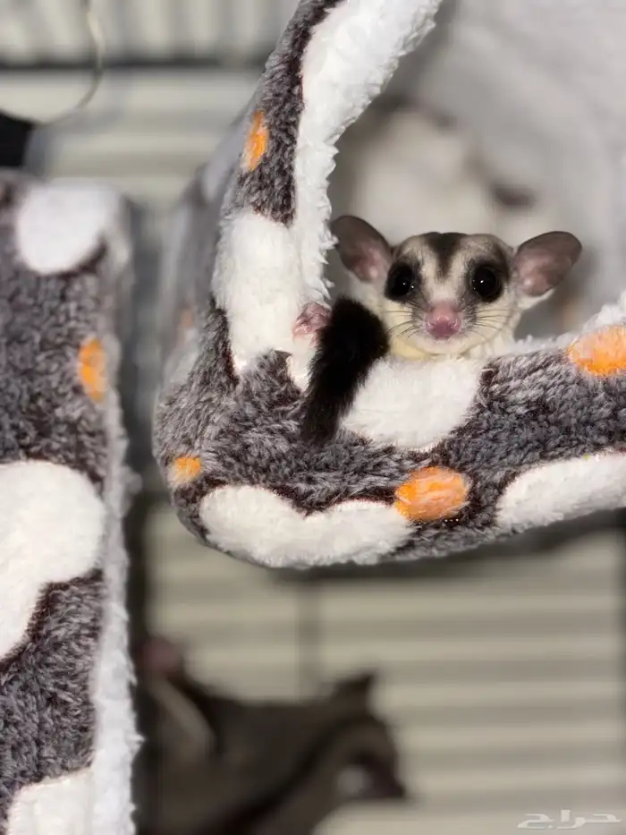 زوج سناجب شوقر قلايدر للبيع 0