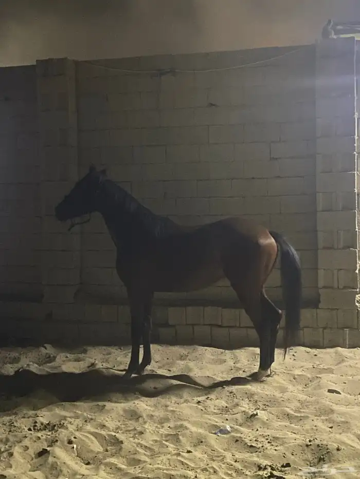 حصان للبيع 0