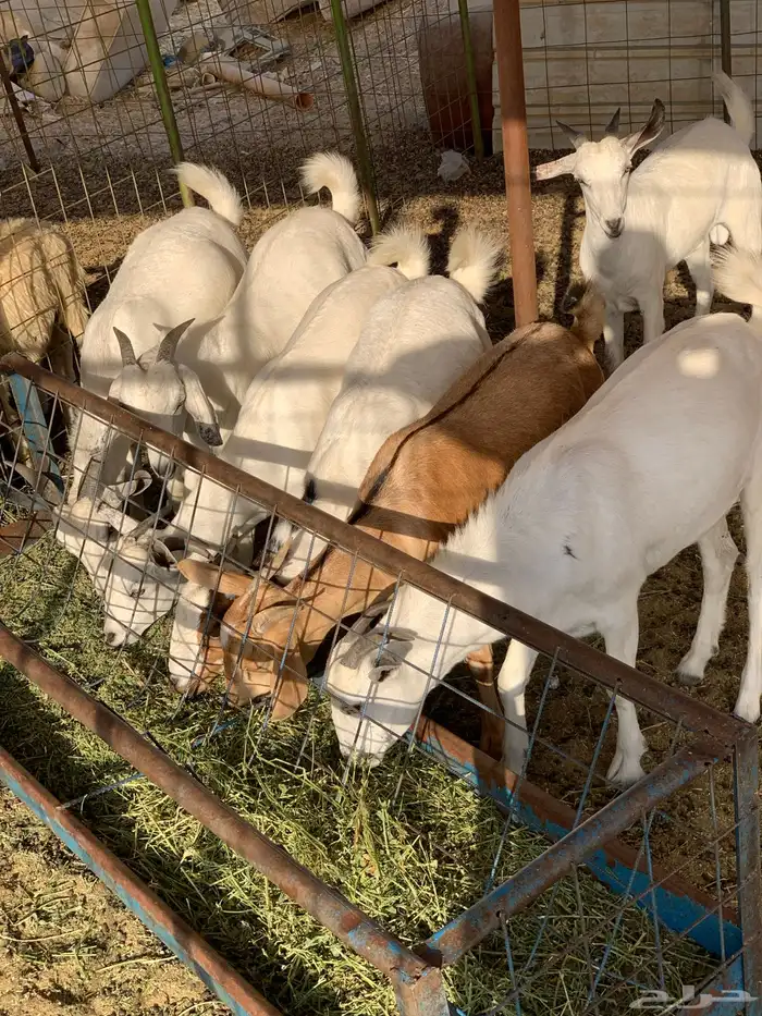 تيوس إلاعمار 7اشهر إلى 12 0