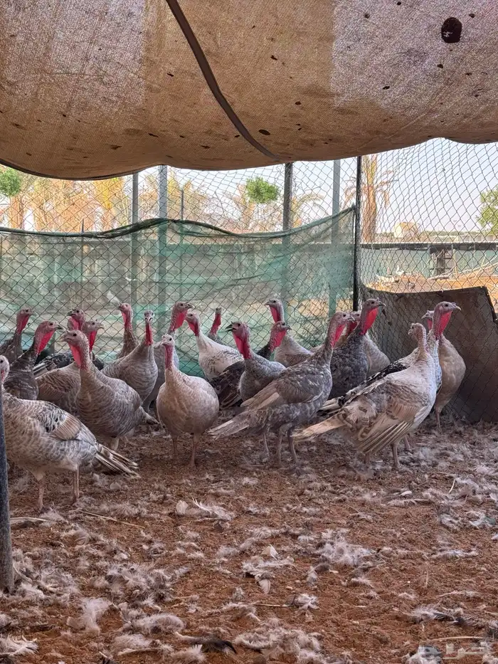 للبيع دجاج رومي ودجاج حبشي وصوص بلدي 2