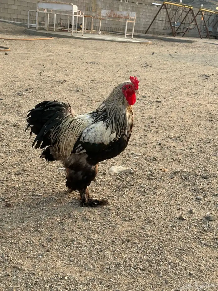 طقم دجاج براهما وديك 0