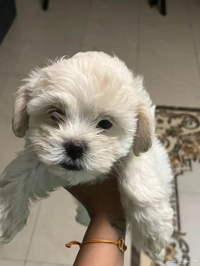 كلاب للبيع المعروضين بالفيد 0