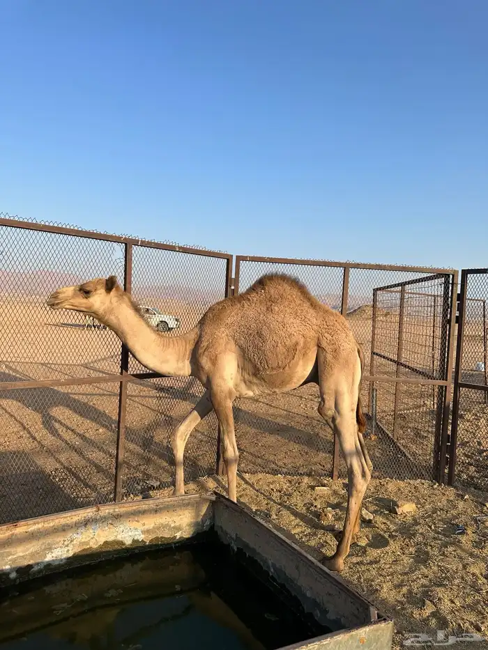 قعود ولد شاهين بعير حامد البلوي 1