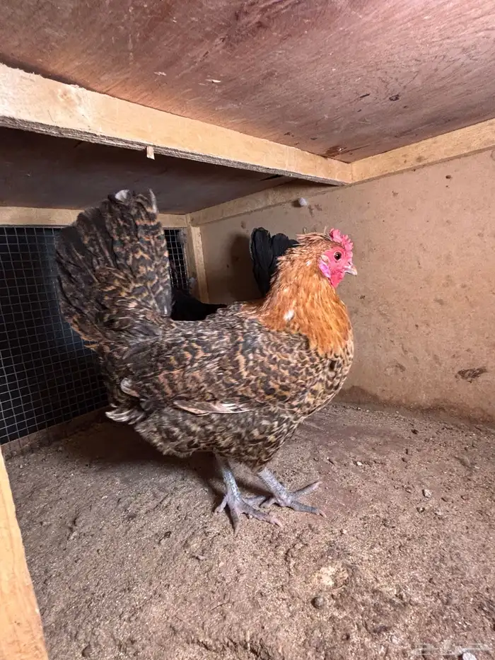 للبيع دجاج 0