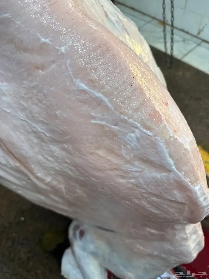 حاشي بلدي من البر  إليكم عمره (8) والطعم تحدي لا يفتك العرض 3