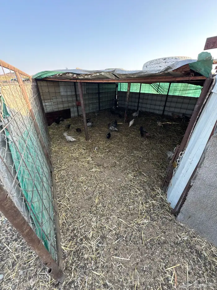 دجاج بلدي فيوم 5