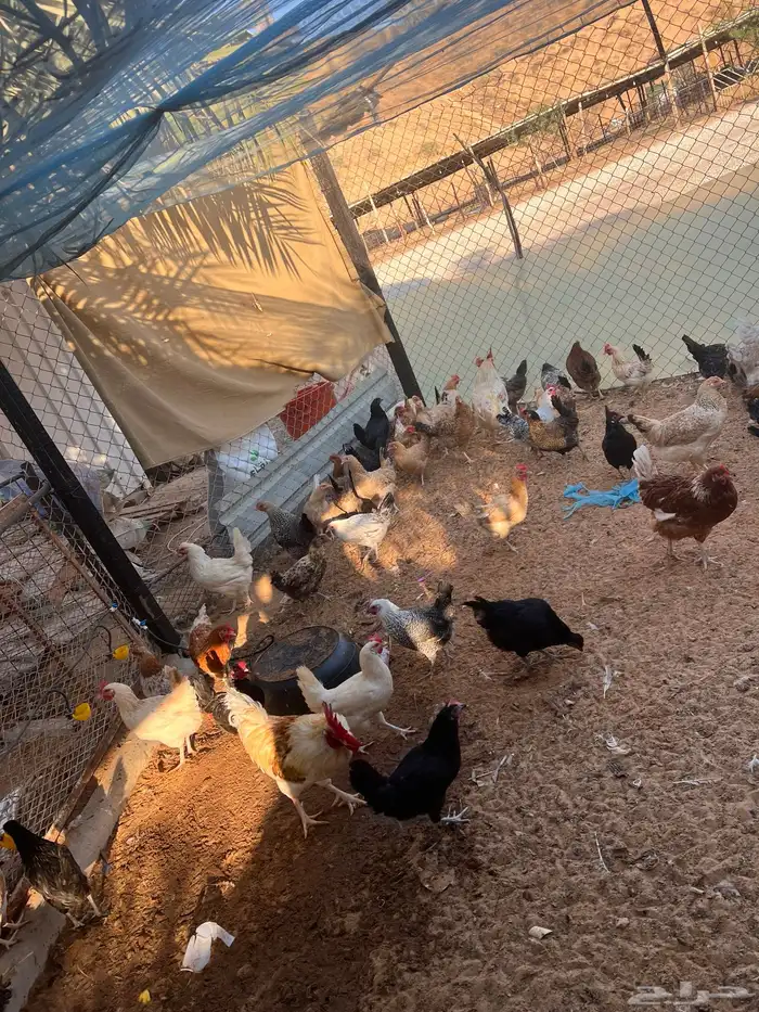 للبيع دجاج مشكل 14