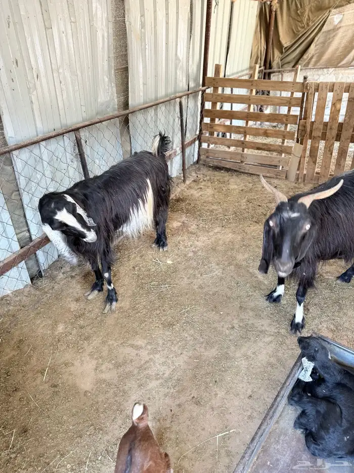 معزا للبيع 1