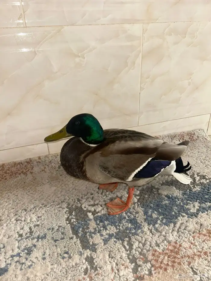 بط خضاري للبيع ((الموقع ينبع)) 0