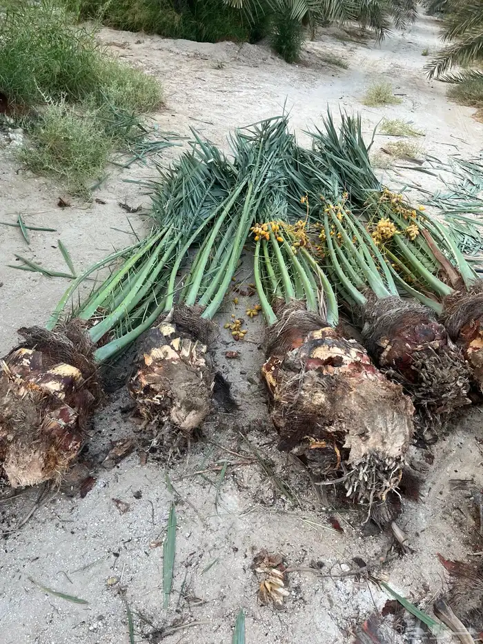 يوجدلديناجميع انواع انخل العربي والواشنطن ازينه للبيع 7