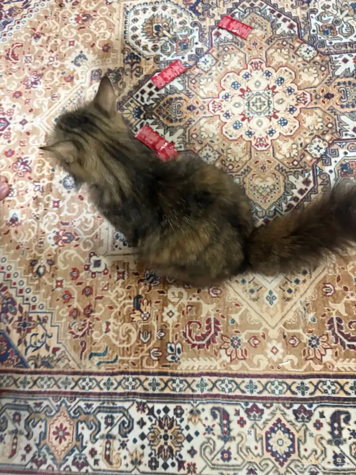 وجدت قطه ضائعه شمال جيزان 3