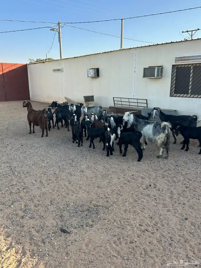 معزا مواليد 7حدرها 13 4