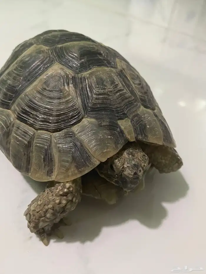 سلحفاة - سلاحف 0