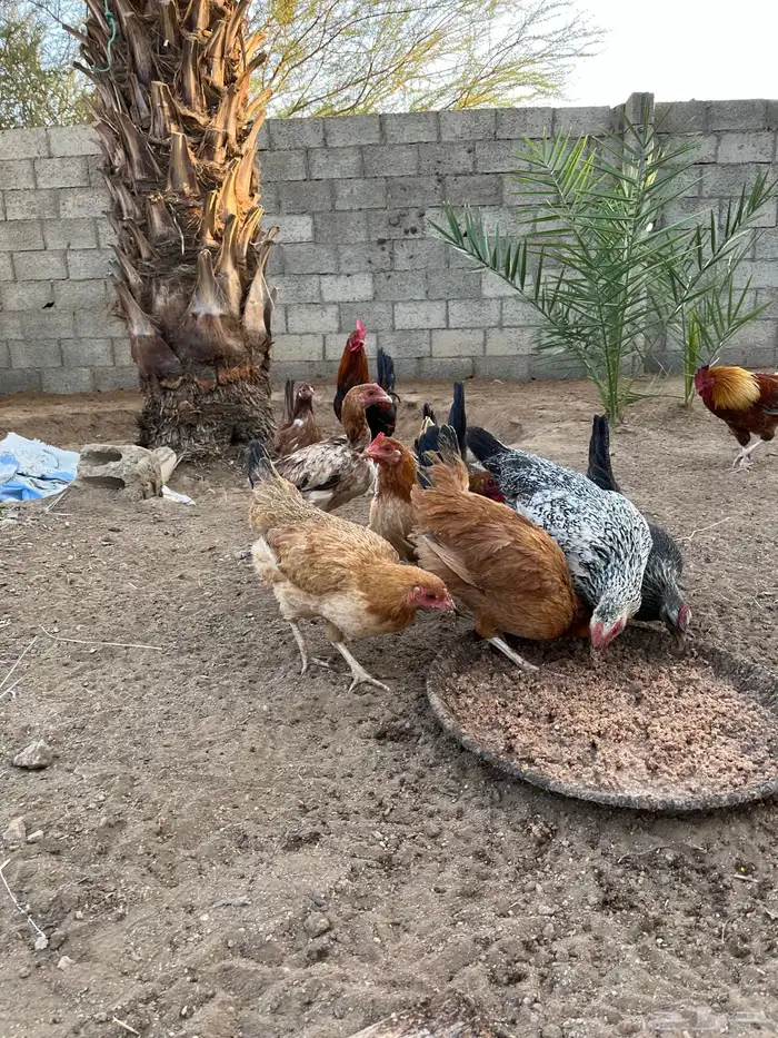 دجاج بياض كفو 3