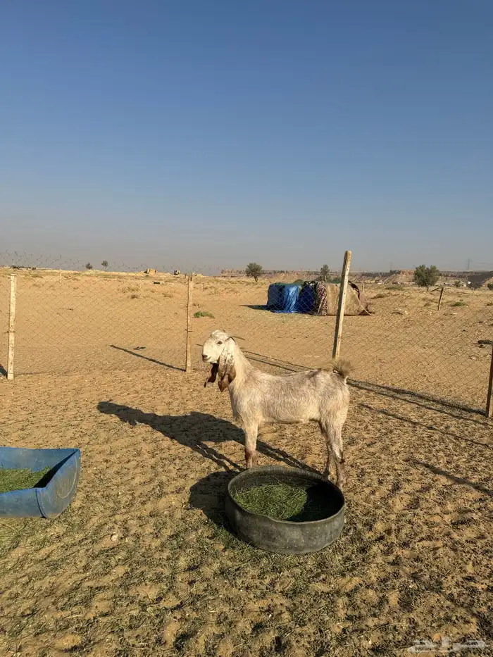 عنز ثنيه طيبه جدا فاخره العنز مقروعه لها حول شهر 0