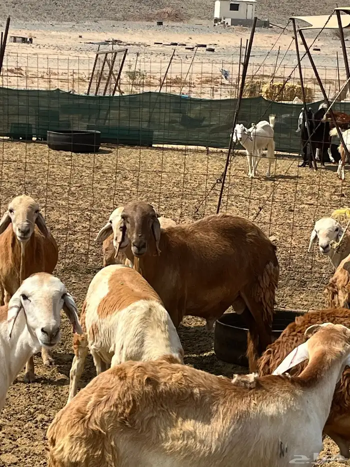 سواكني تربيه ثلاجه ومناسبات 1