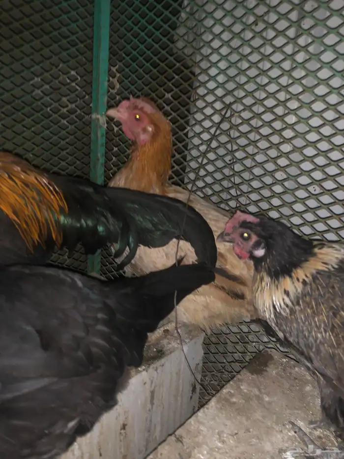 دجاج بلدي تم البيع 2