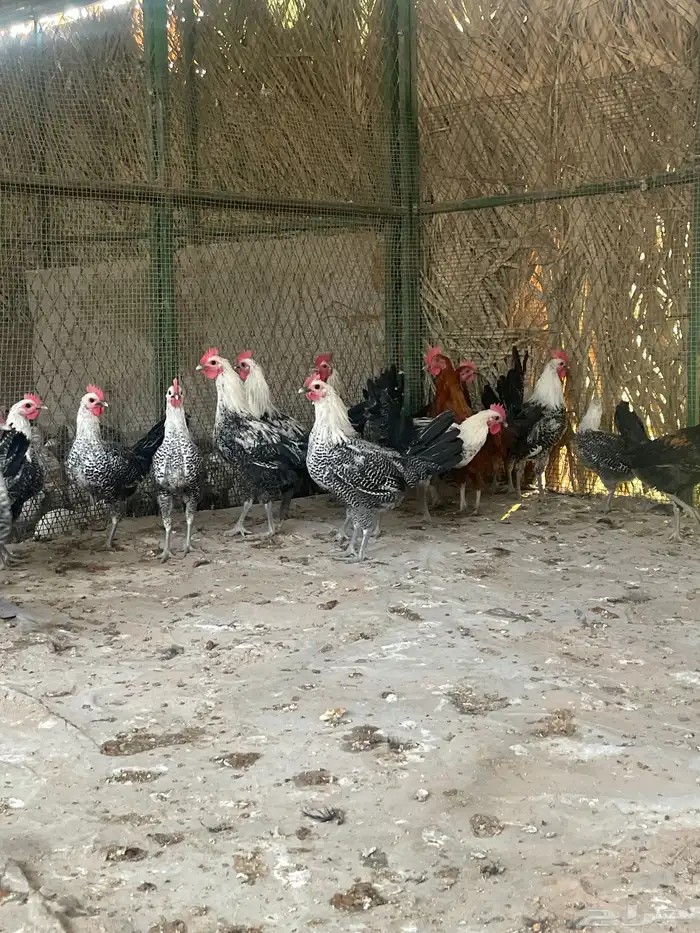 ديوك بلدي وفيومي 0