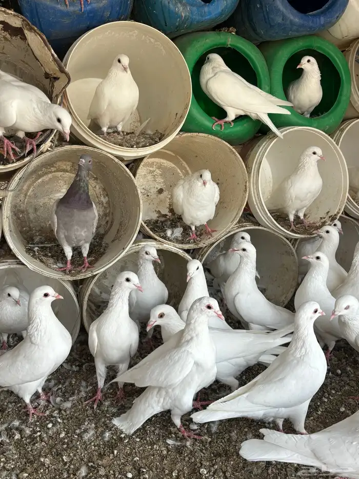 حمام فرنسي 2