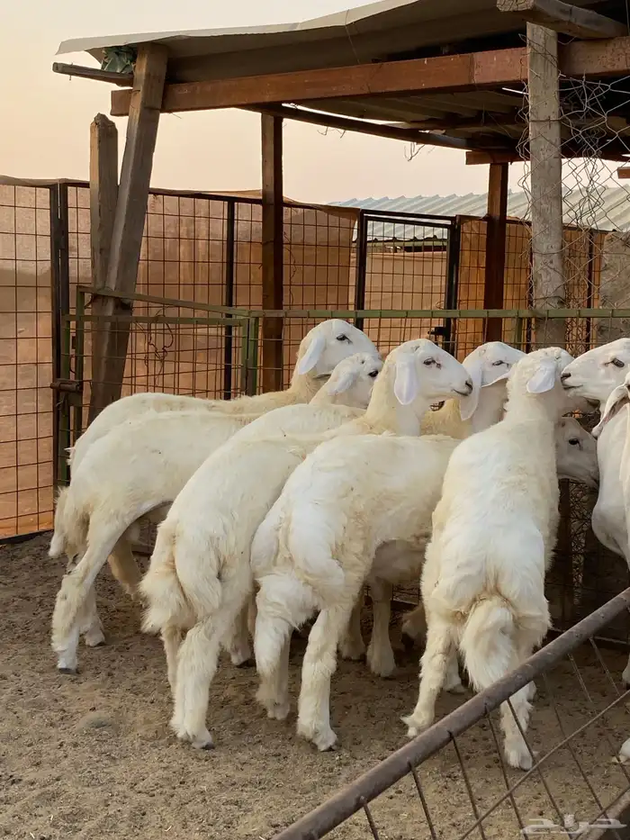 طليان بر للثلاجه 2