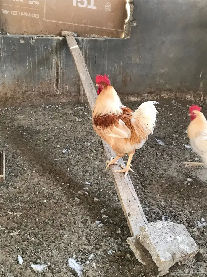 للبيع ديك لوهمان براون بيور 0