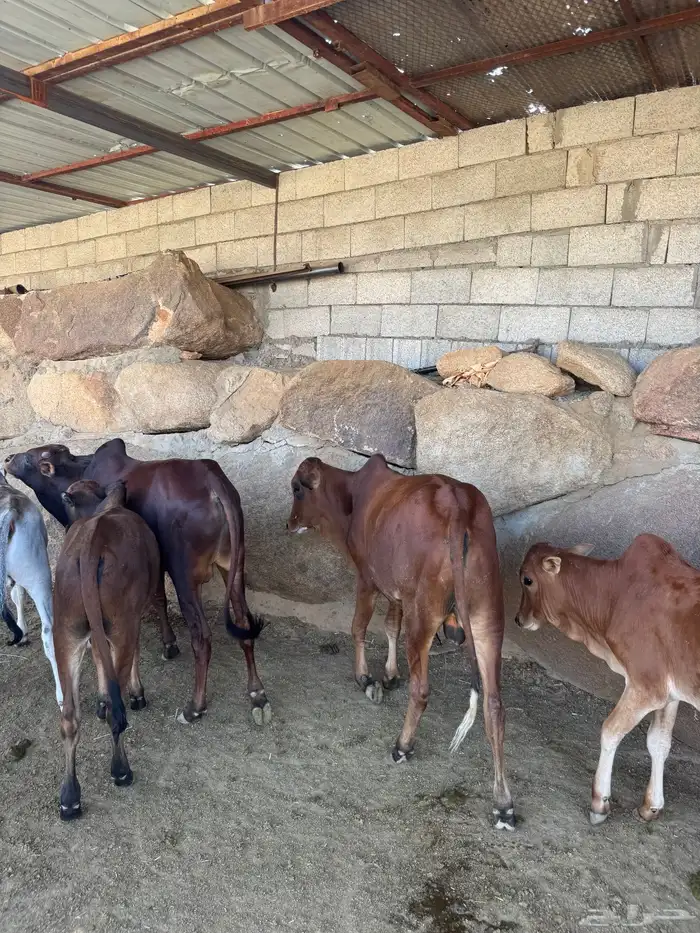 حسلان للبيع بلدي 7