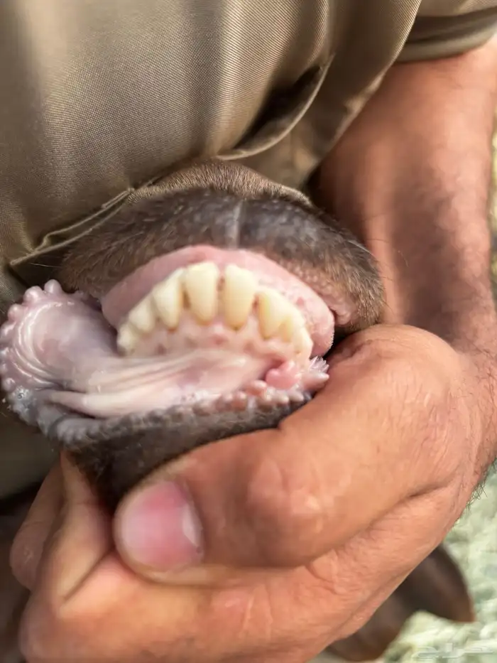 معزاء قبرصيات 5