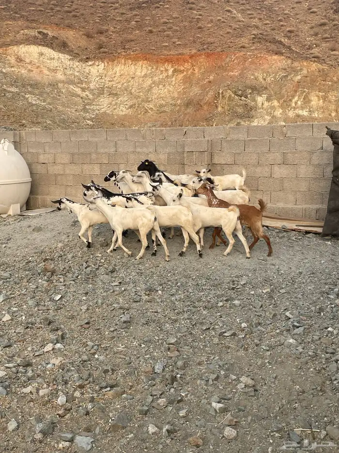 جفار بيشيه 2