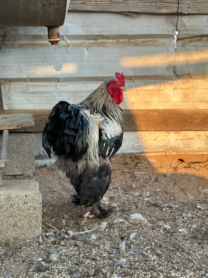 طقم دجاج براهما وديك 3