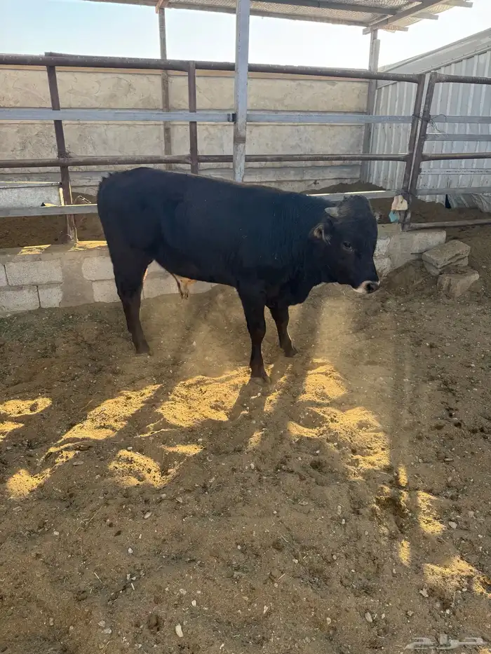 عجل يويسري للبيع 0