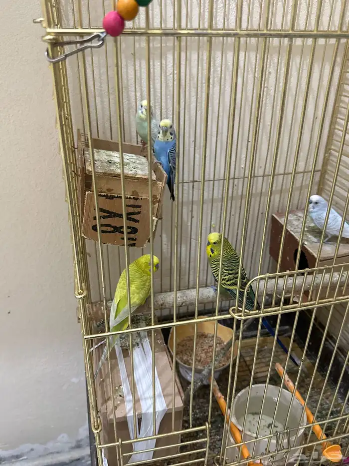 طيور حب زوجين منتجه وذكر انقليزي 2