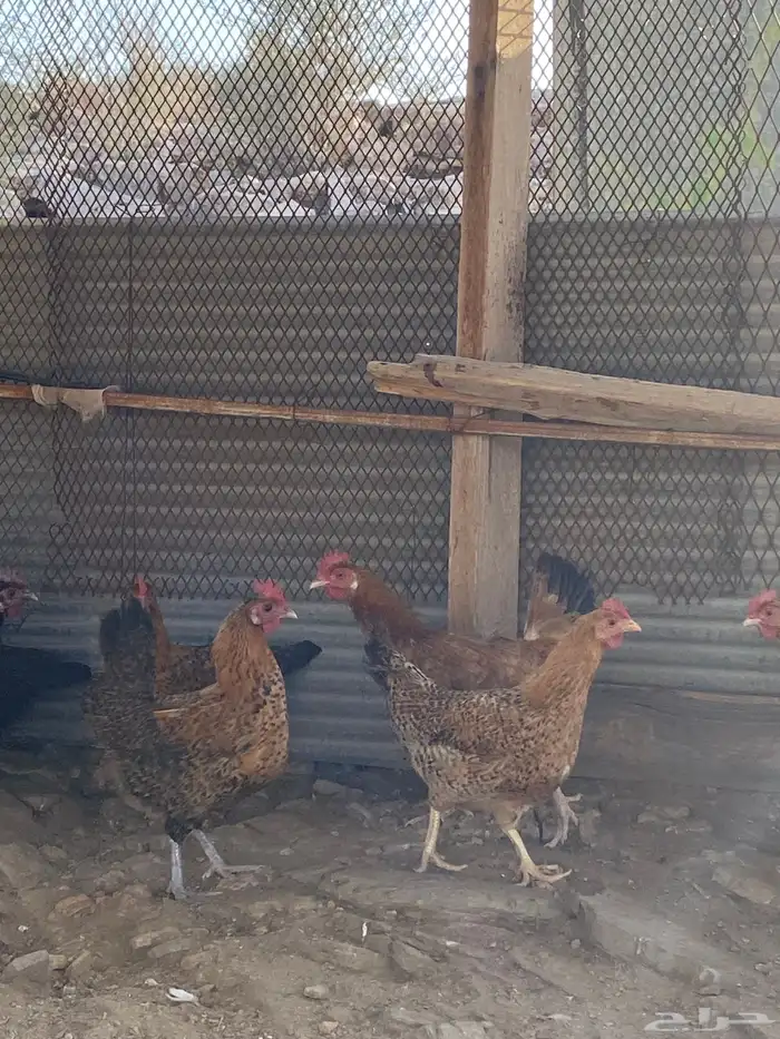 دجاج بلدي بياض شرط فواتح حمر 11