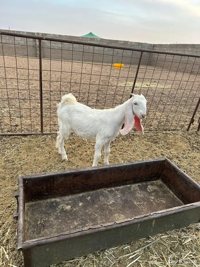 جفره هولندية 2