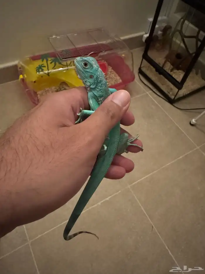 سحليه اغوانا زرقاء 2