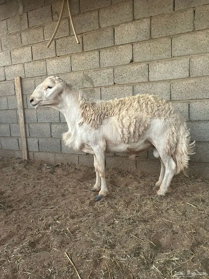 فحل حري مشروط 0