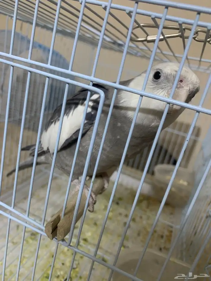 كروان هولندي متكلم 3