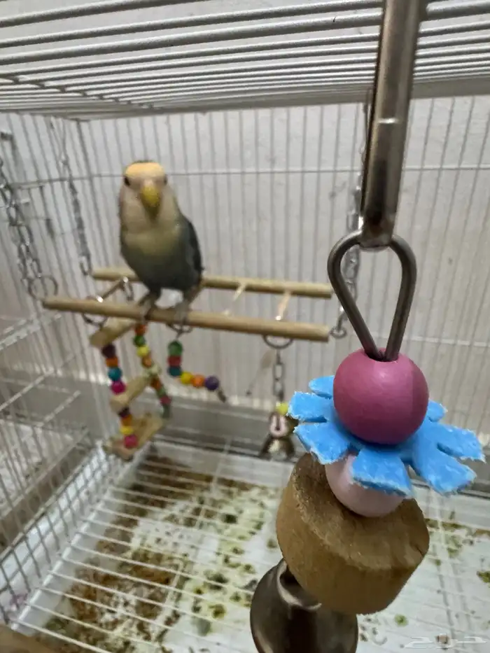 طيور الحب بادجى و روز للبيع 9