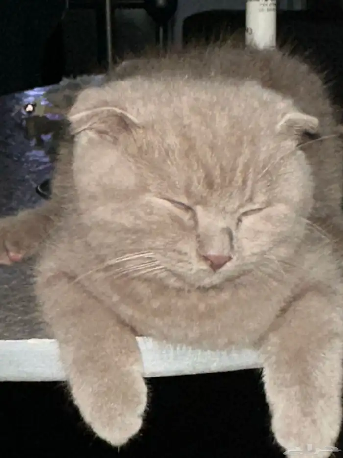 سكوتش فولد للبيع 3