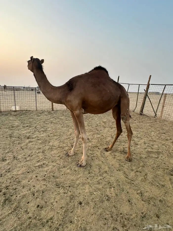 بكره حمراء دهماء ساحليه 1