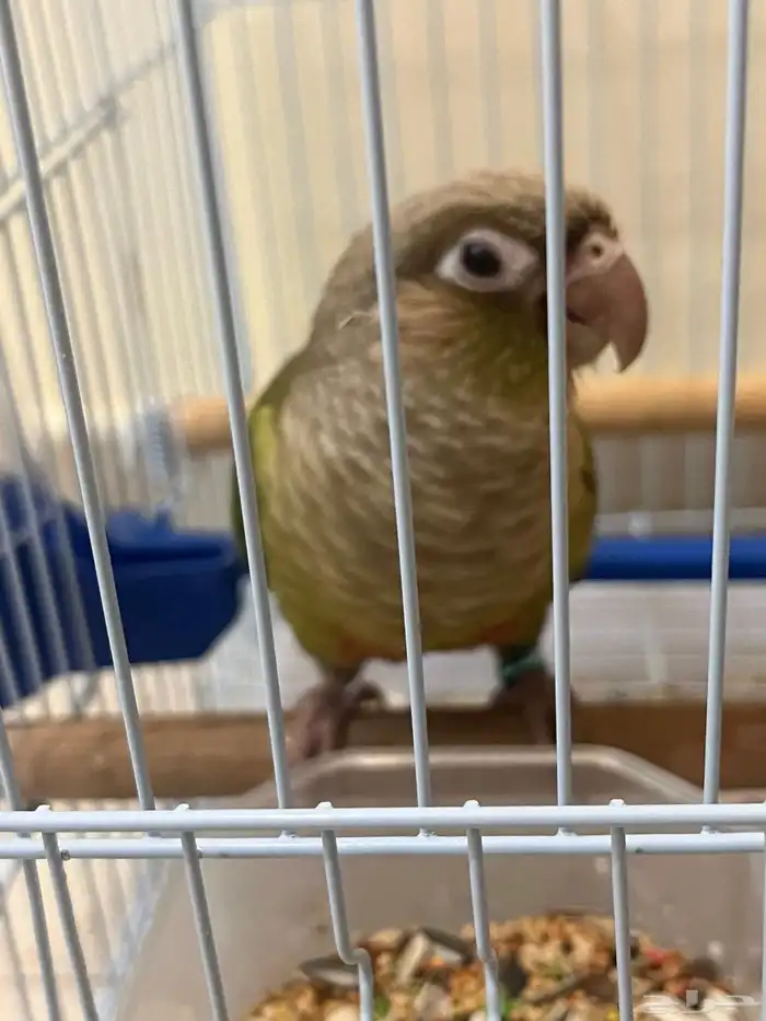 كنيور اليف 2