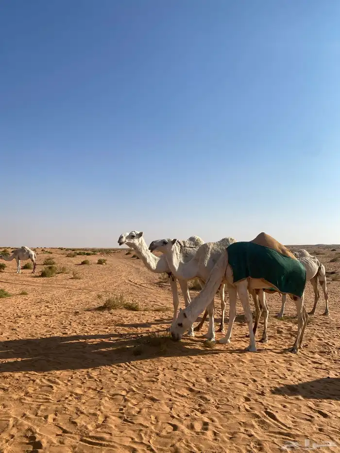 ابل للبيع 15