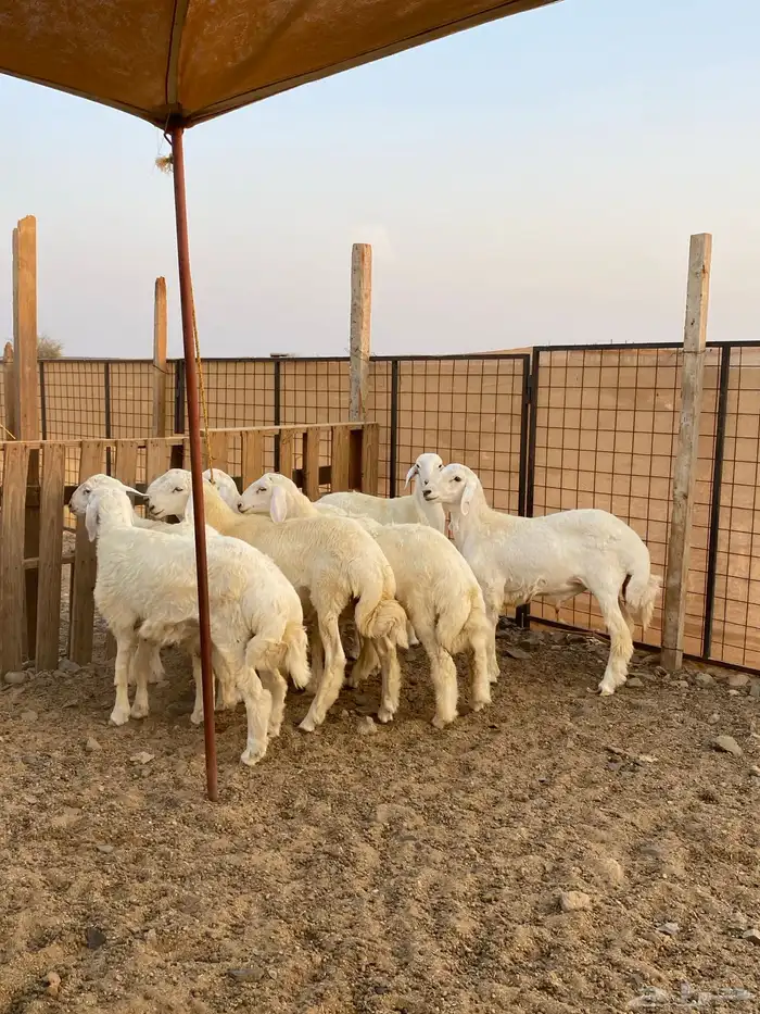 طليان بر للثلاجه 1