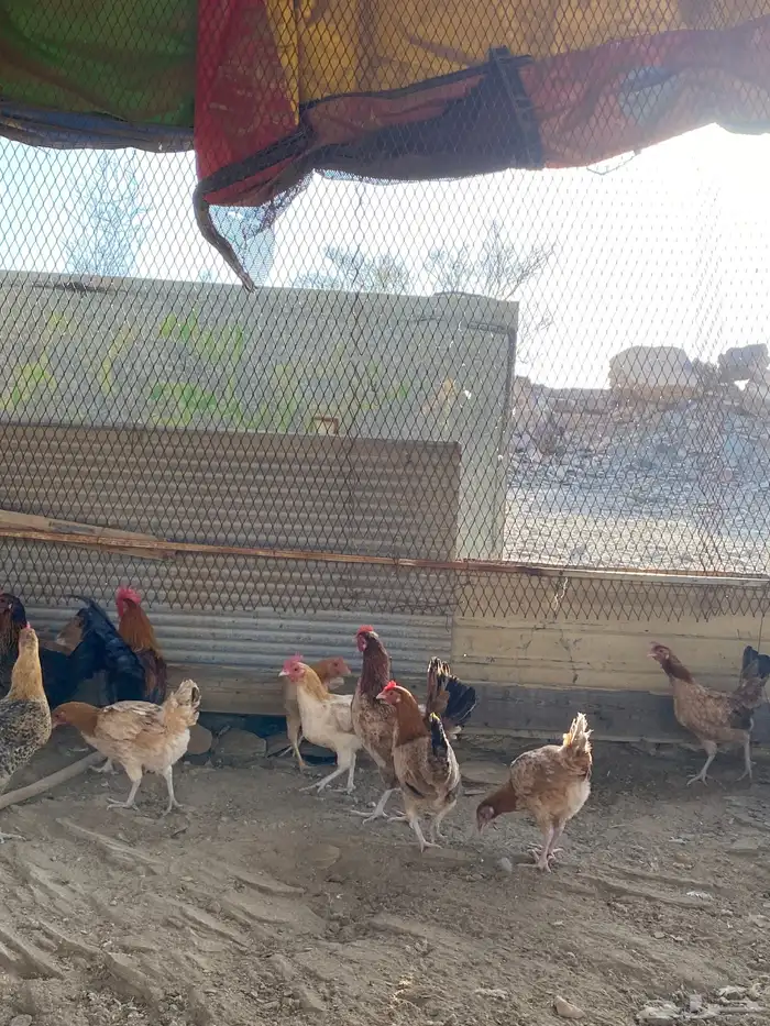 دجاج بلدي بياض شرط فواتح حمر 3
